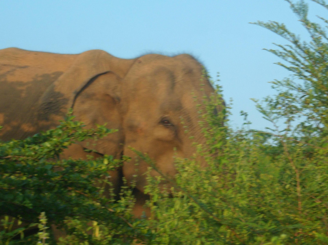 Ceylon Leisure Tours-科伦坡必去景点