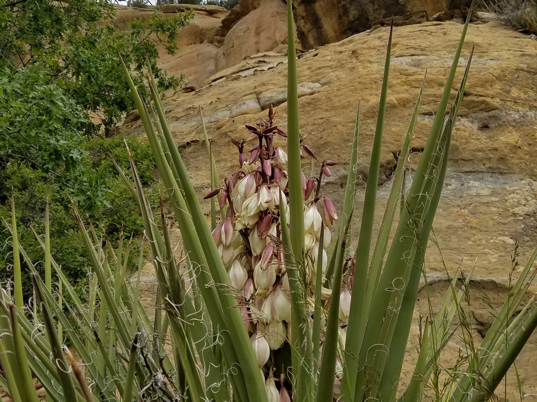 Mesa Verde National Park-梅萨维德国家公园必去景点