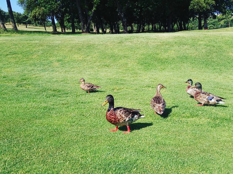 Golf de Roquebrune Resort-阿尔冈河畔罗屈埃布吕纳必去景点