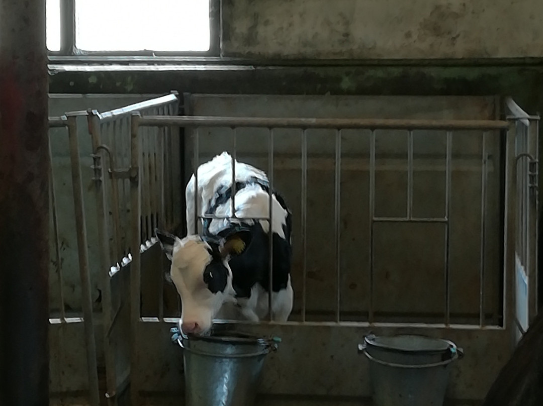 Ambewela Farms-奴娃拉伊利雅必去景点