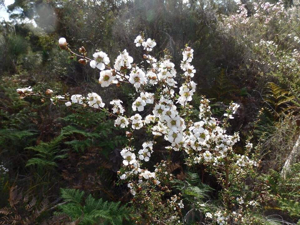 Peninsula Gardens Bushland Reserve景点图片