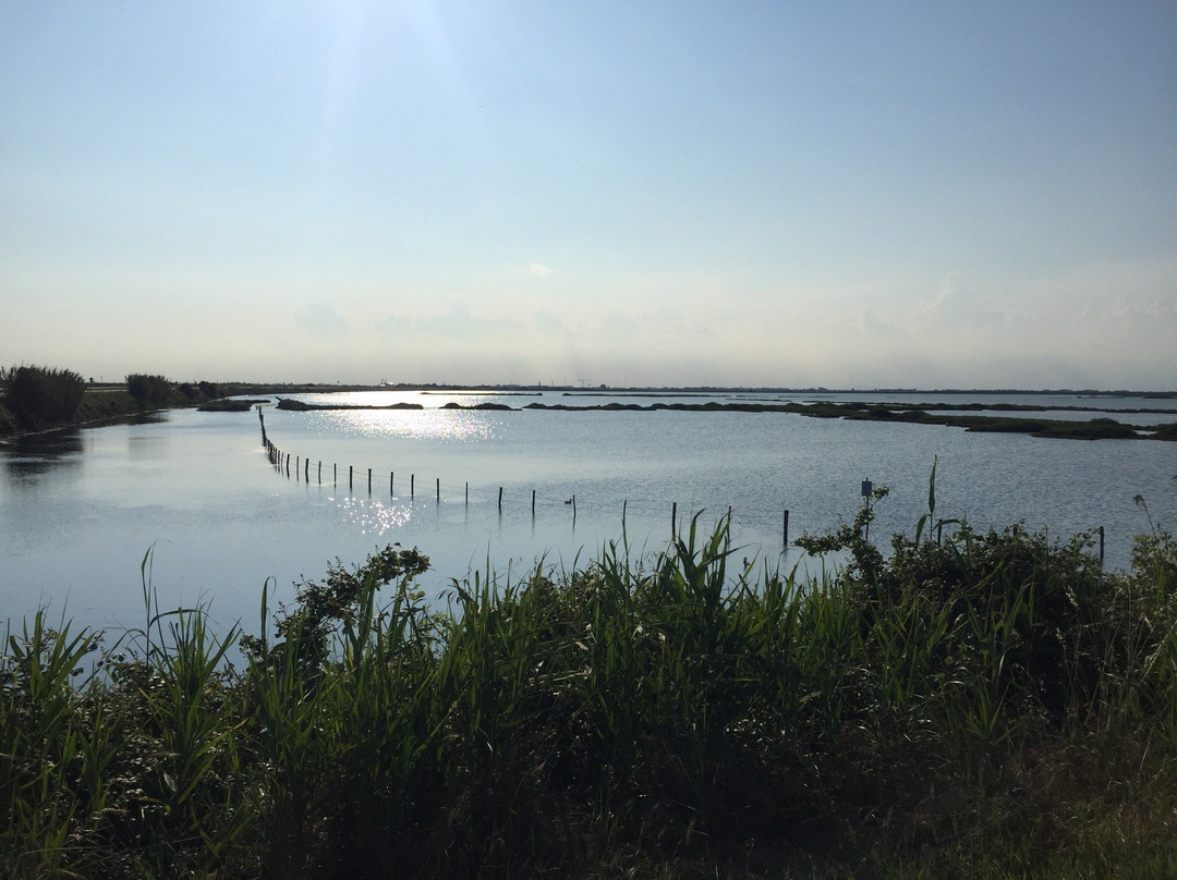 Marina di Albarella景点图片