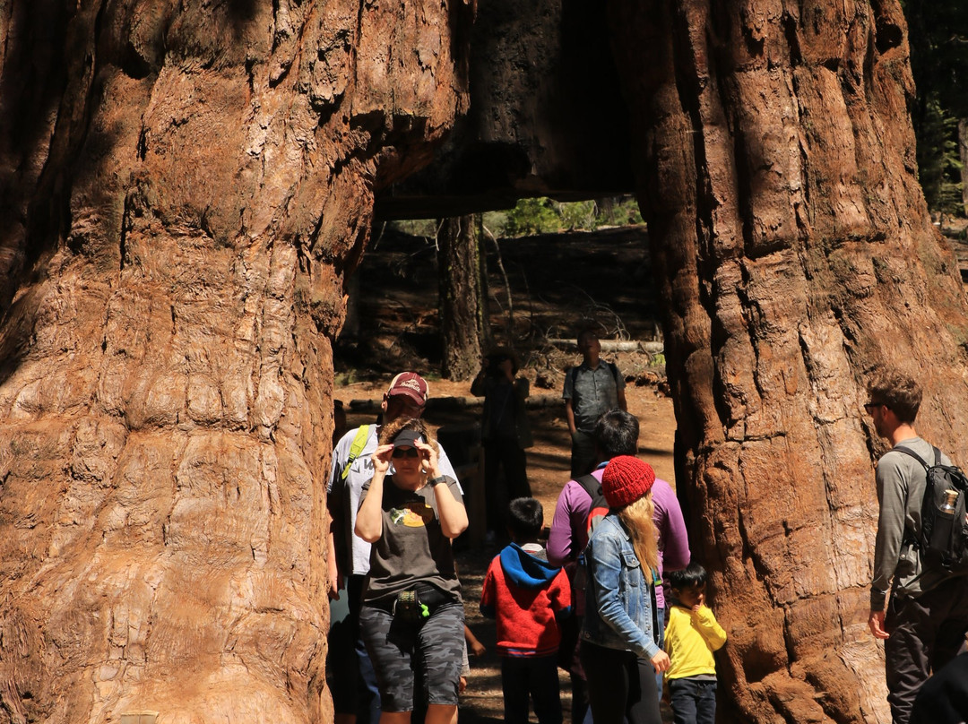 California Tunnel Tree-优胜美地国家公园必去景点