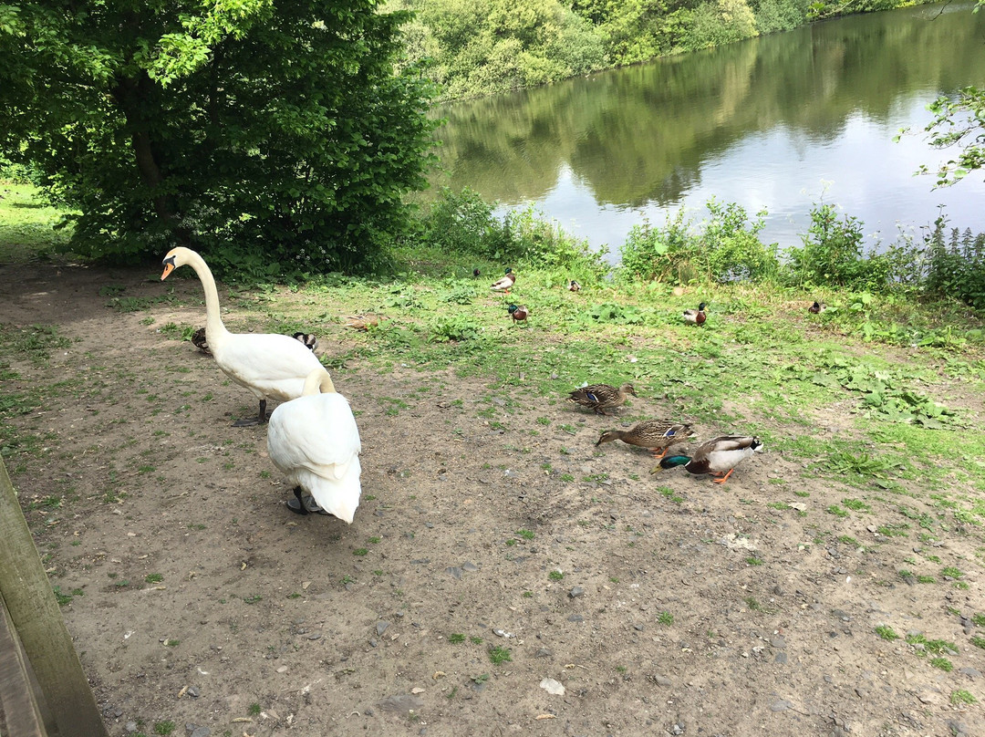 Longton Brickcroft Nature Reserve景点图片