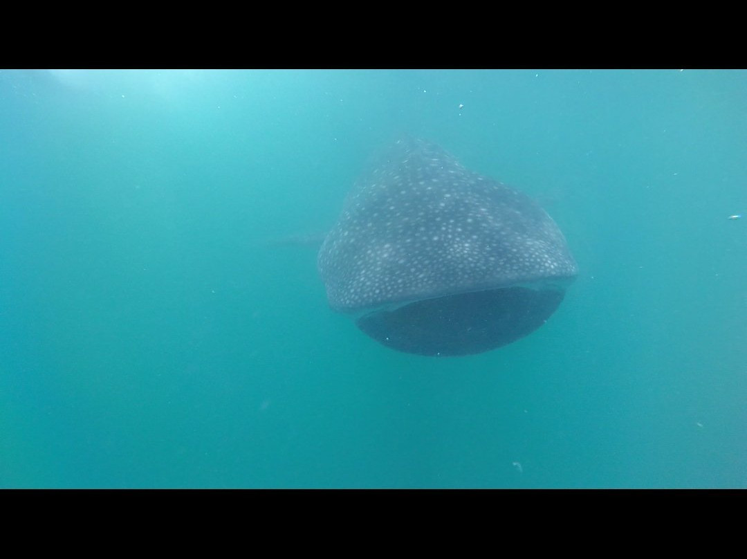 Donsol Whale Shark Interaction景点图片