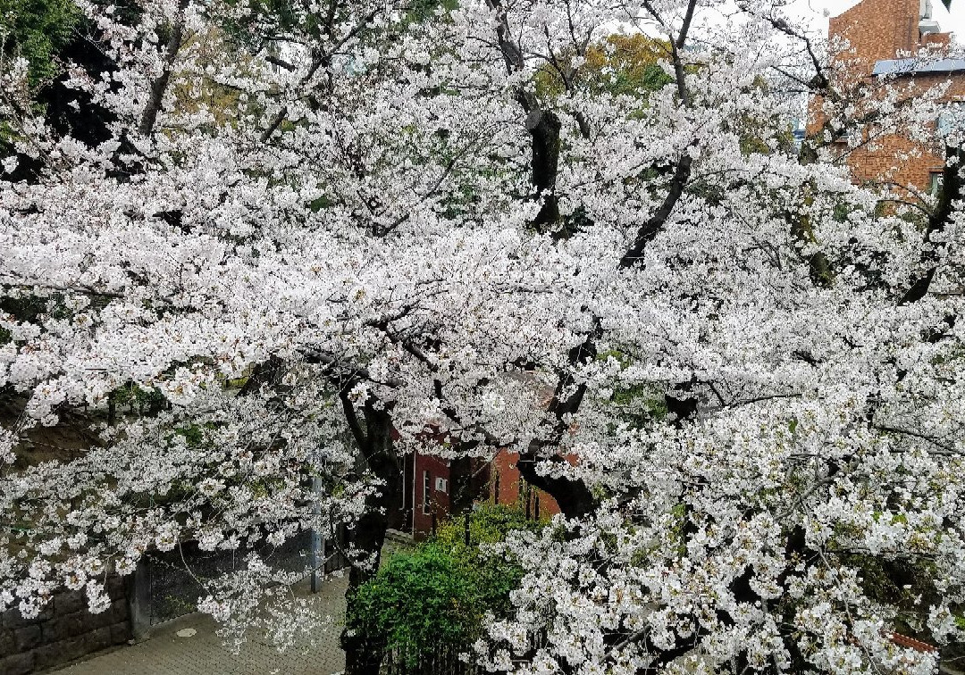 Nogi Park景点图片