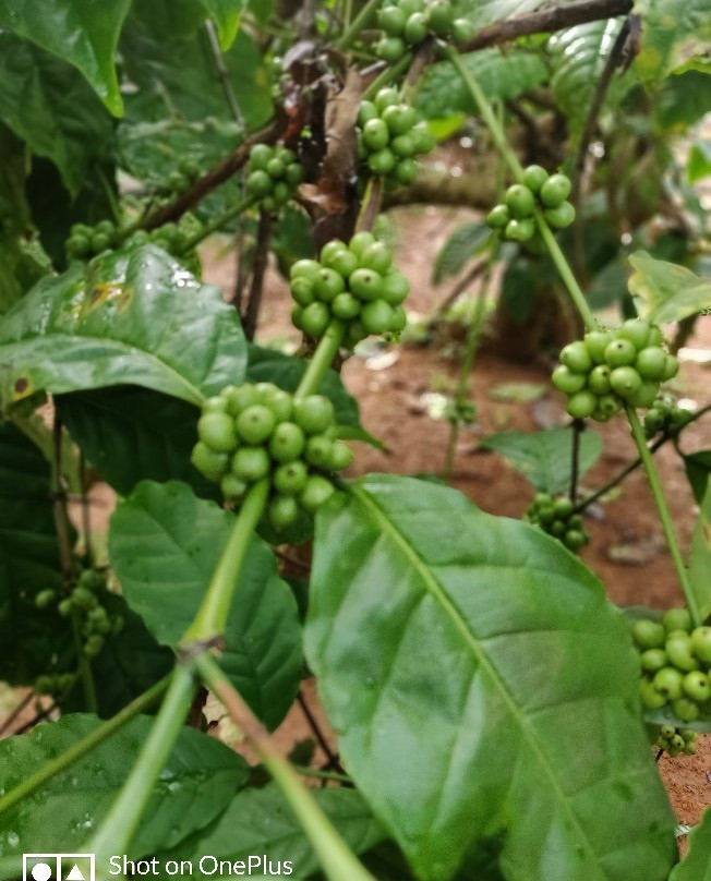 OYO Century Village Resort主图