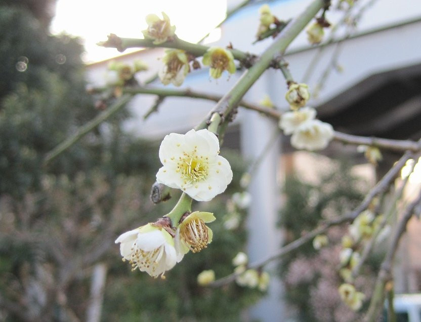 Seiseki Kamata Umeyashiki Park-Kamata必去景点