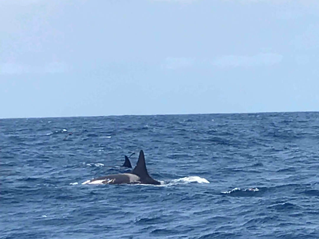 Bremer Canyon Killer whale Expeditions-Bremer Bay必去景点