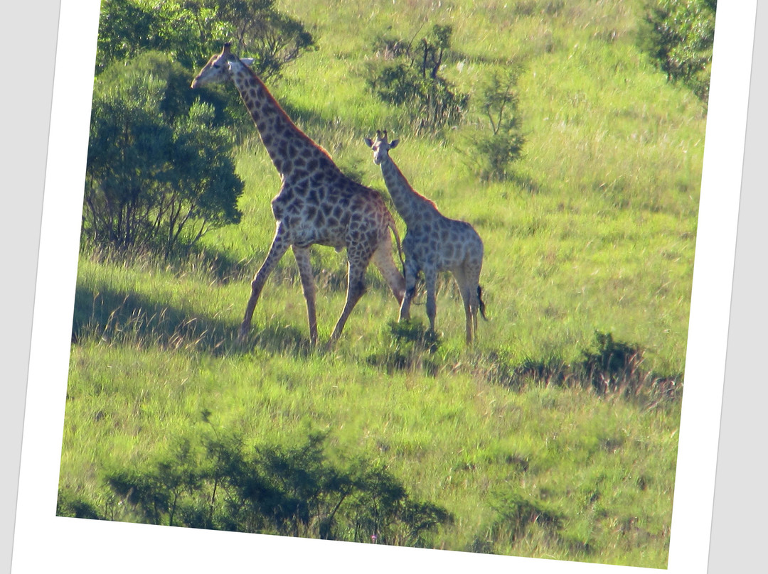 Olive Tree Farm主图