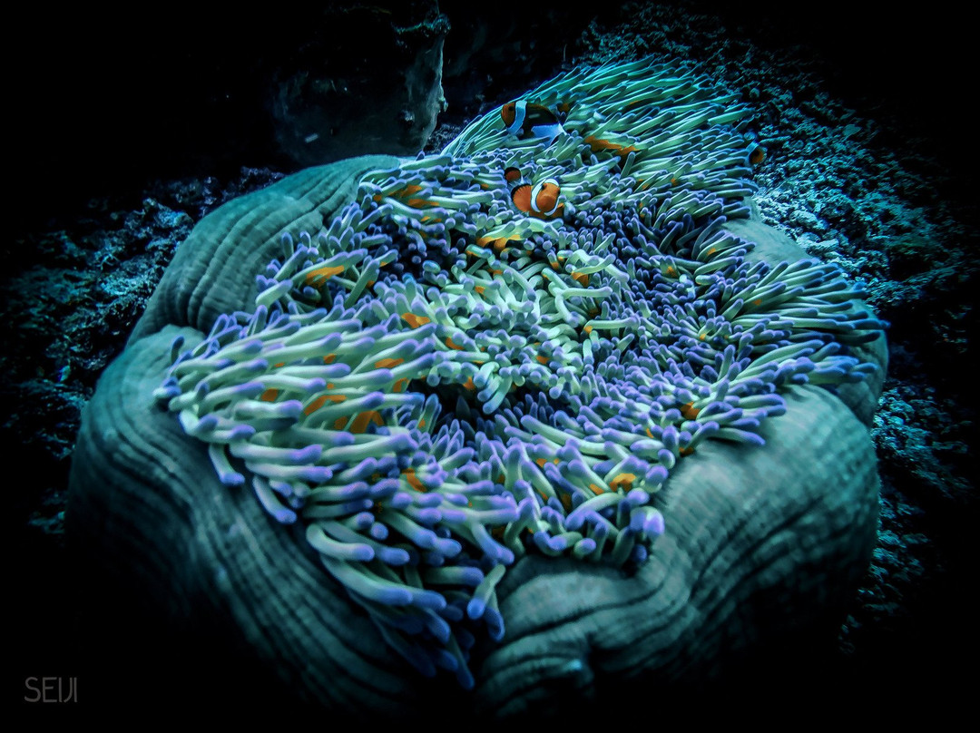Janji Laut Diving Center景点图片