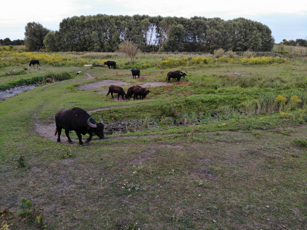 Muhlenbeck旅游攻略图片