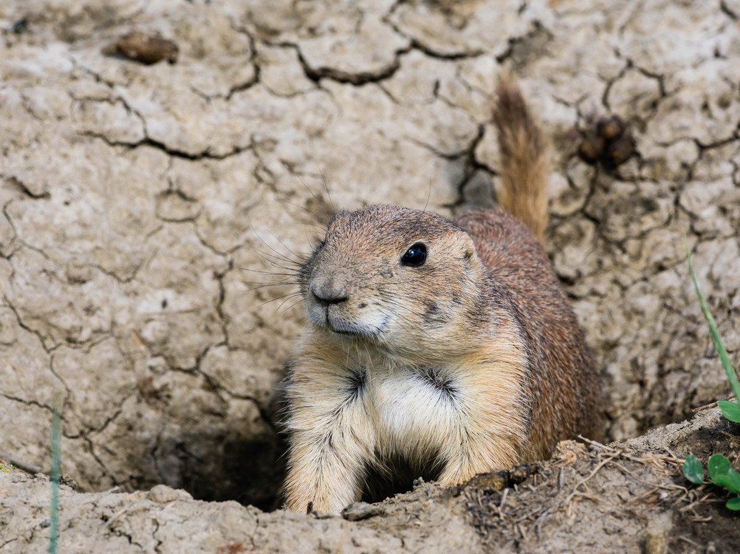 Buckhorn Trail-Theodore Roosevelt National Park必去景点