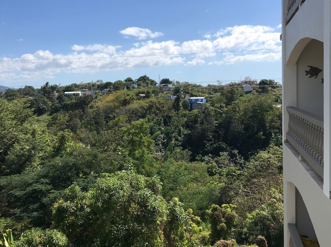 懒鹦鹉酒店主图