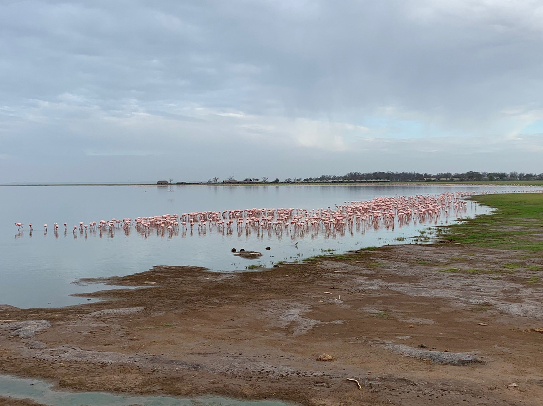 Eddie's Safari Kenya-蒙巴萨必去景点