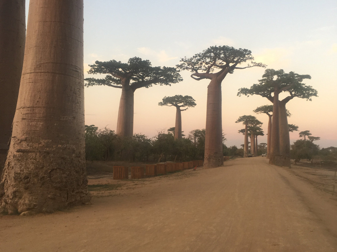 Avenue of the Baobabs景点图片