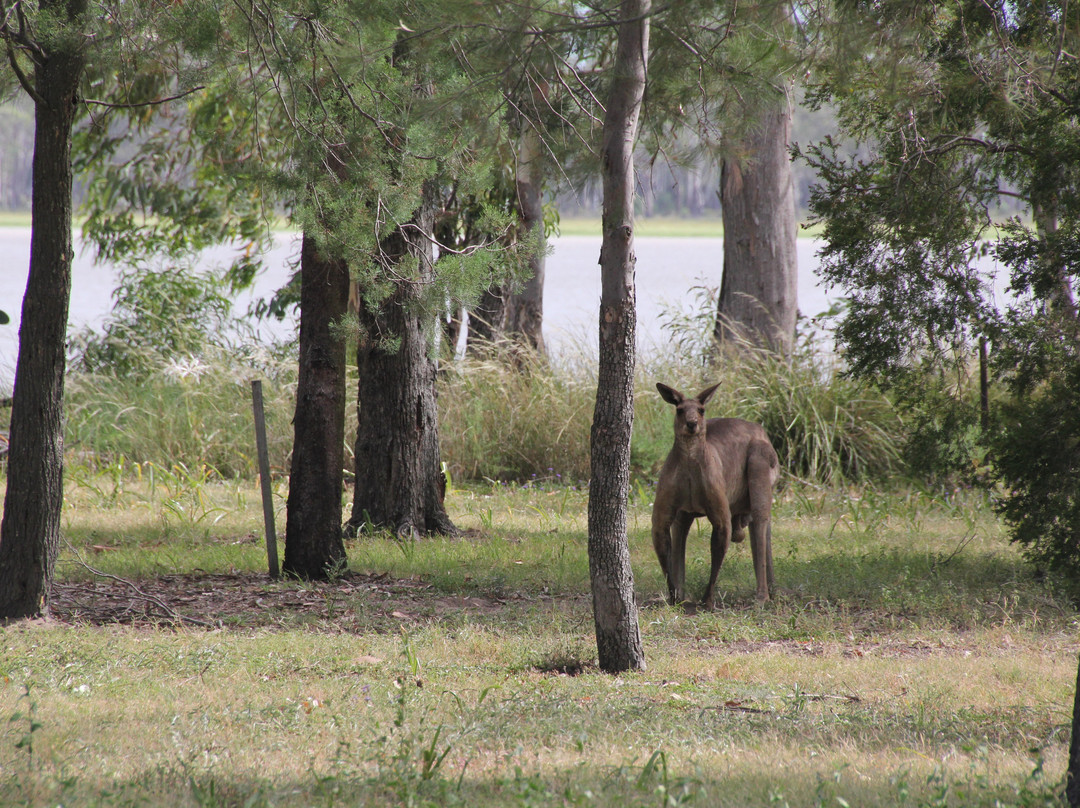 Lake Broadwater Conservation Park景点图片