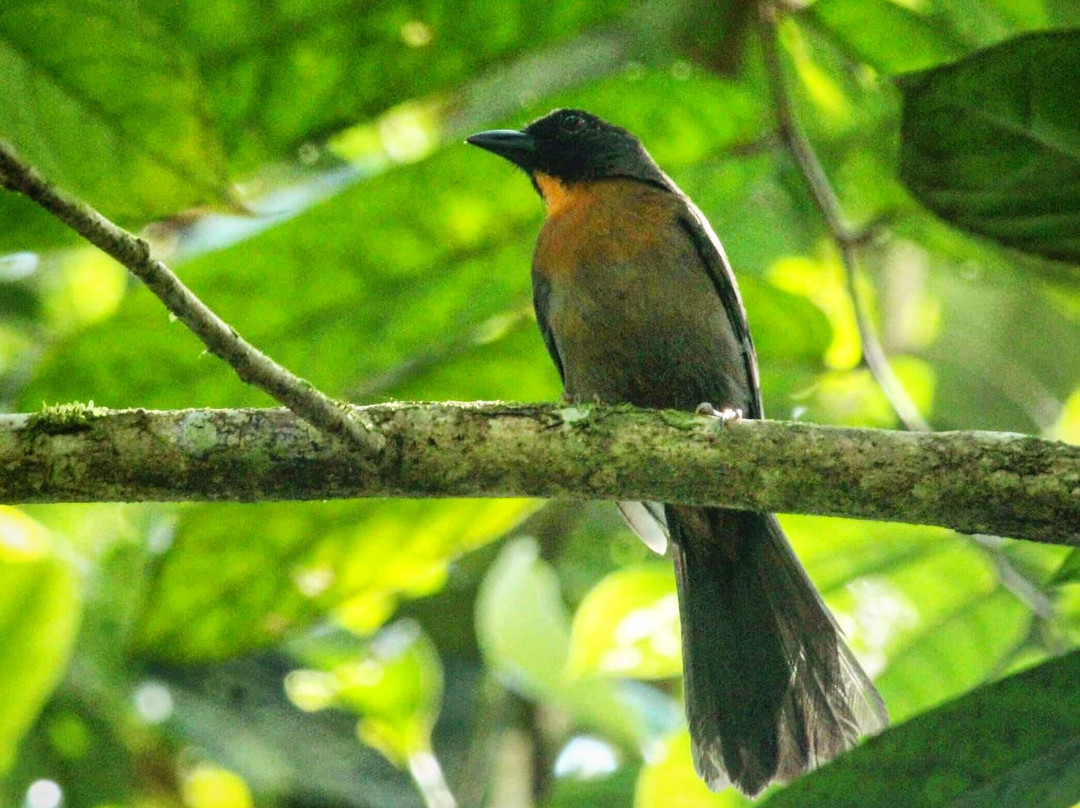 Osa Birders Tours景点图片