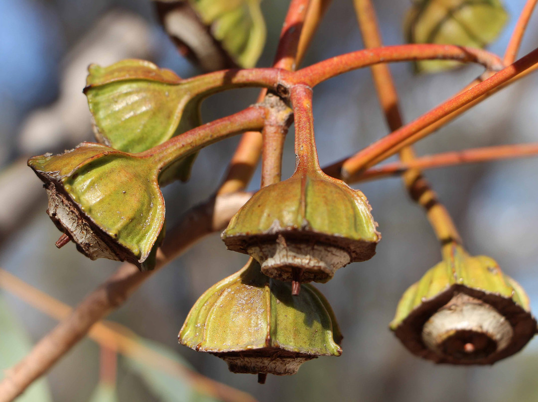 Myall Park Botanic Garden-Glenmorgan必去景点