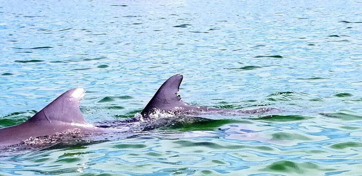 Backwater Adventure-迈尔斯堡海滩必去景点