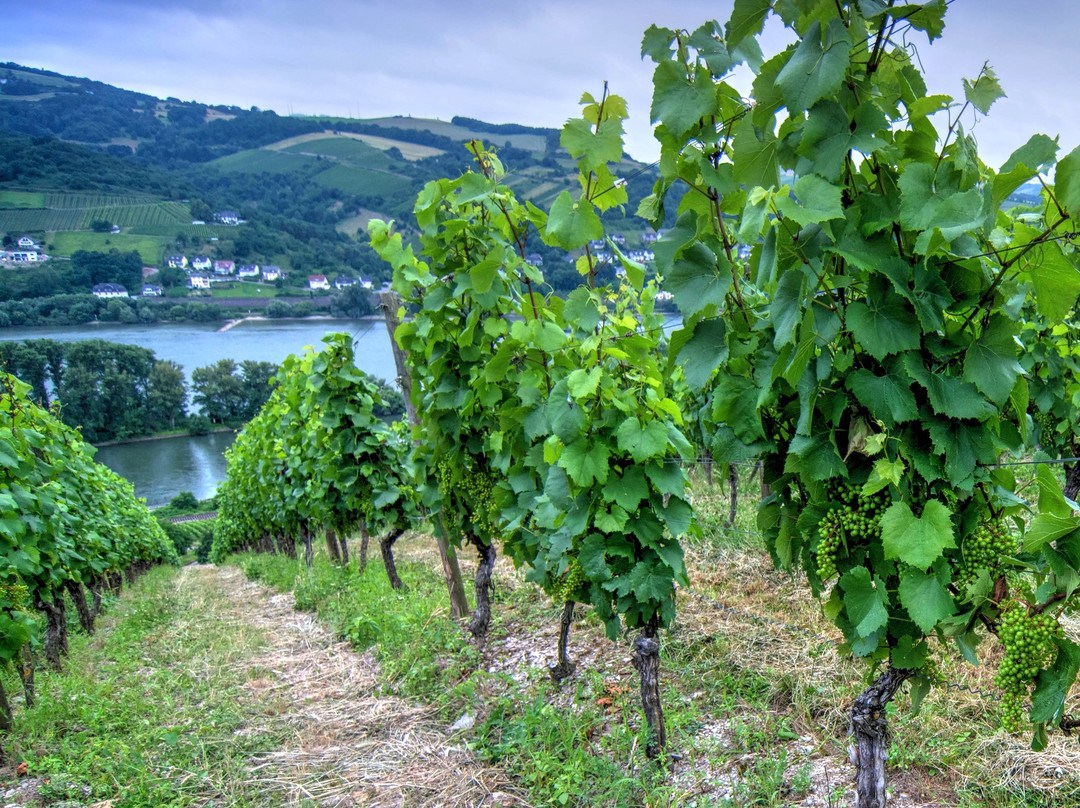 Lorch旅游攻略图片