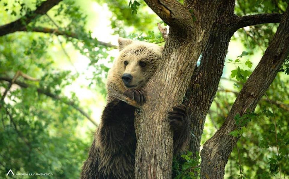 BEAR SANCTUARY Prishtina-普里什蒂纳必去景点