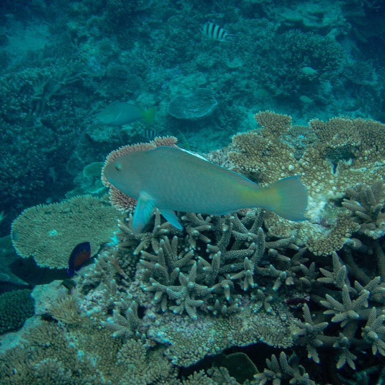 Lady Elliott Island Eco Resort-Runaway Bay必去景点