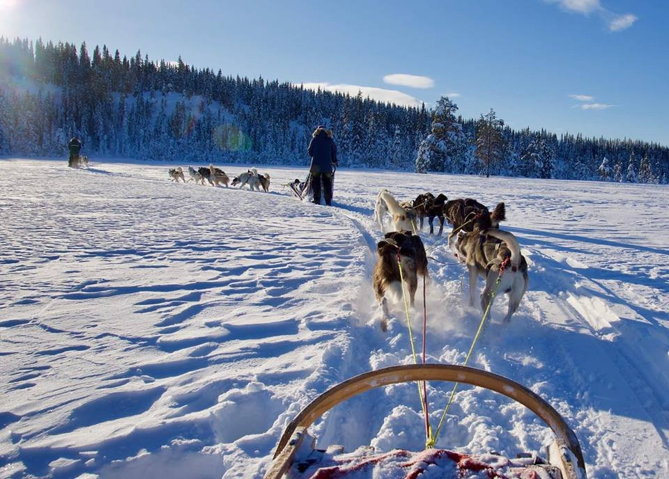 Hedmarksvidda Husky Tours景点图片