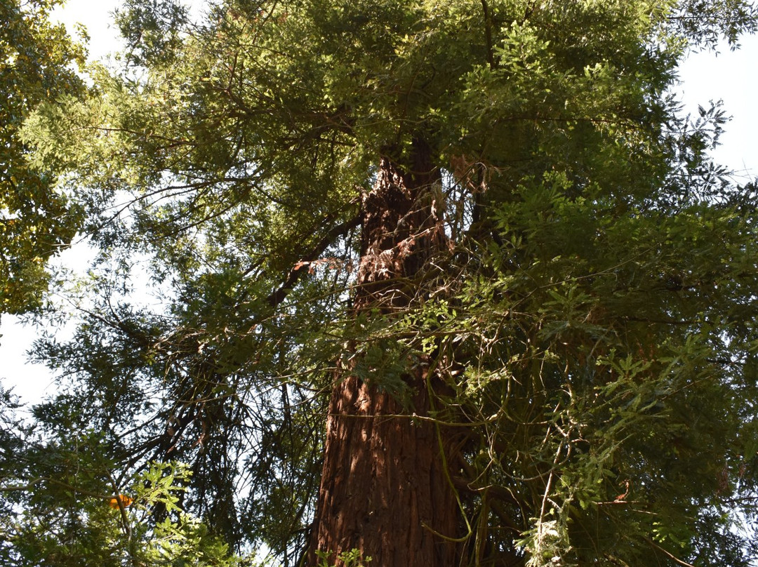 Orto Botanico di Lucca景点图片