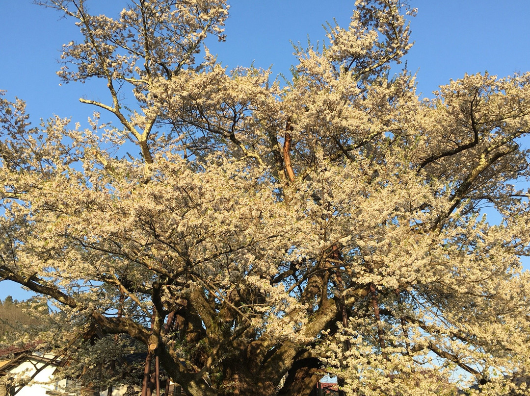 Jindaizakura of Suzakura Shrine-长野县必去景点