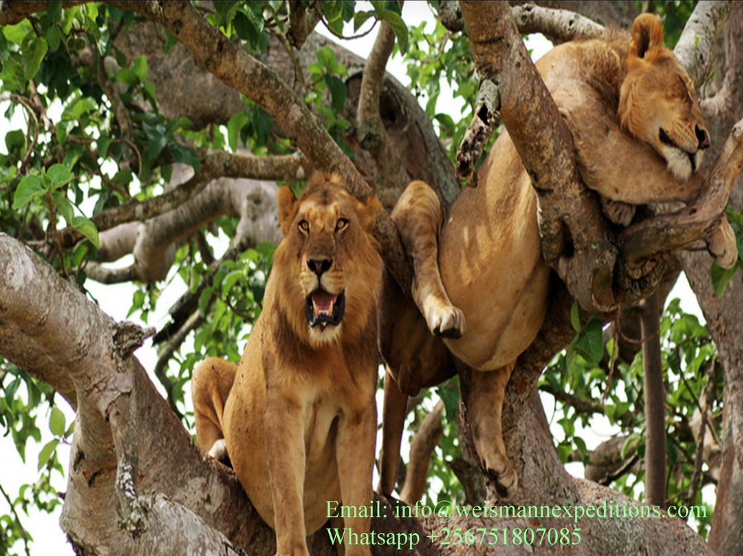 Weismann Safaris & Expeditions-Kasese必去景点