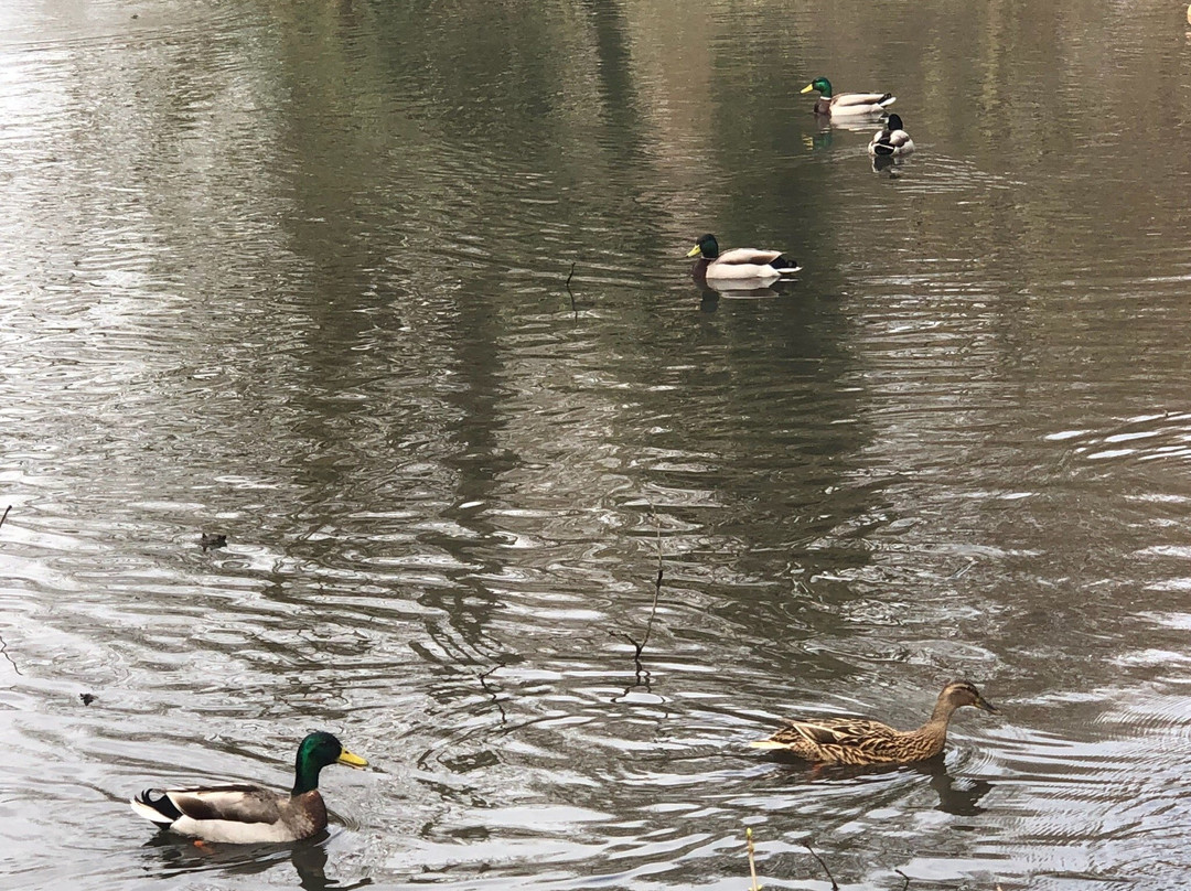 Bradbourne Lake Park景点图片