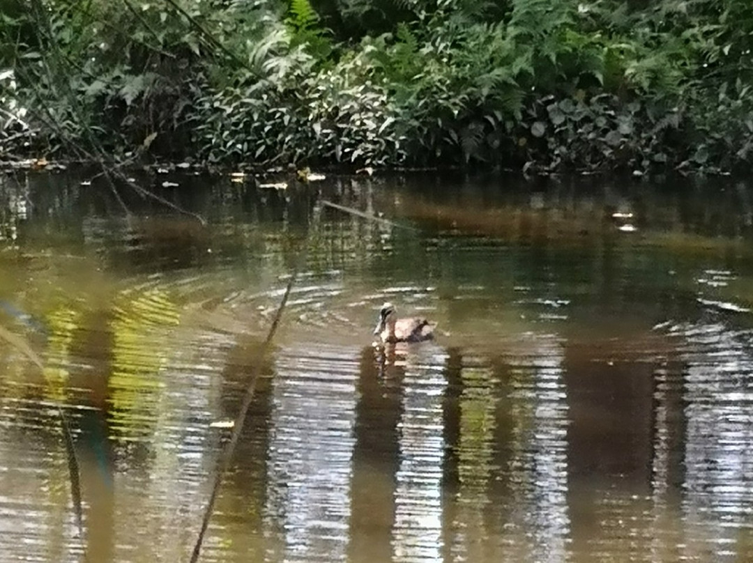 Warriewood Wetlands景点图片