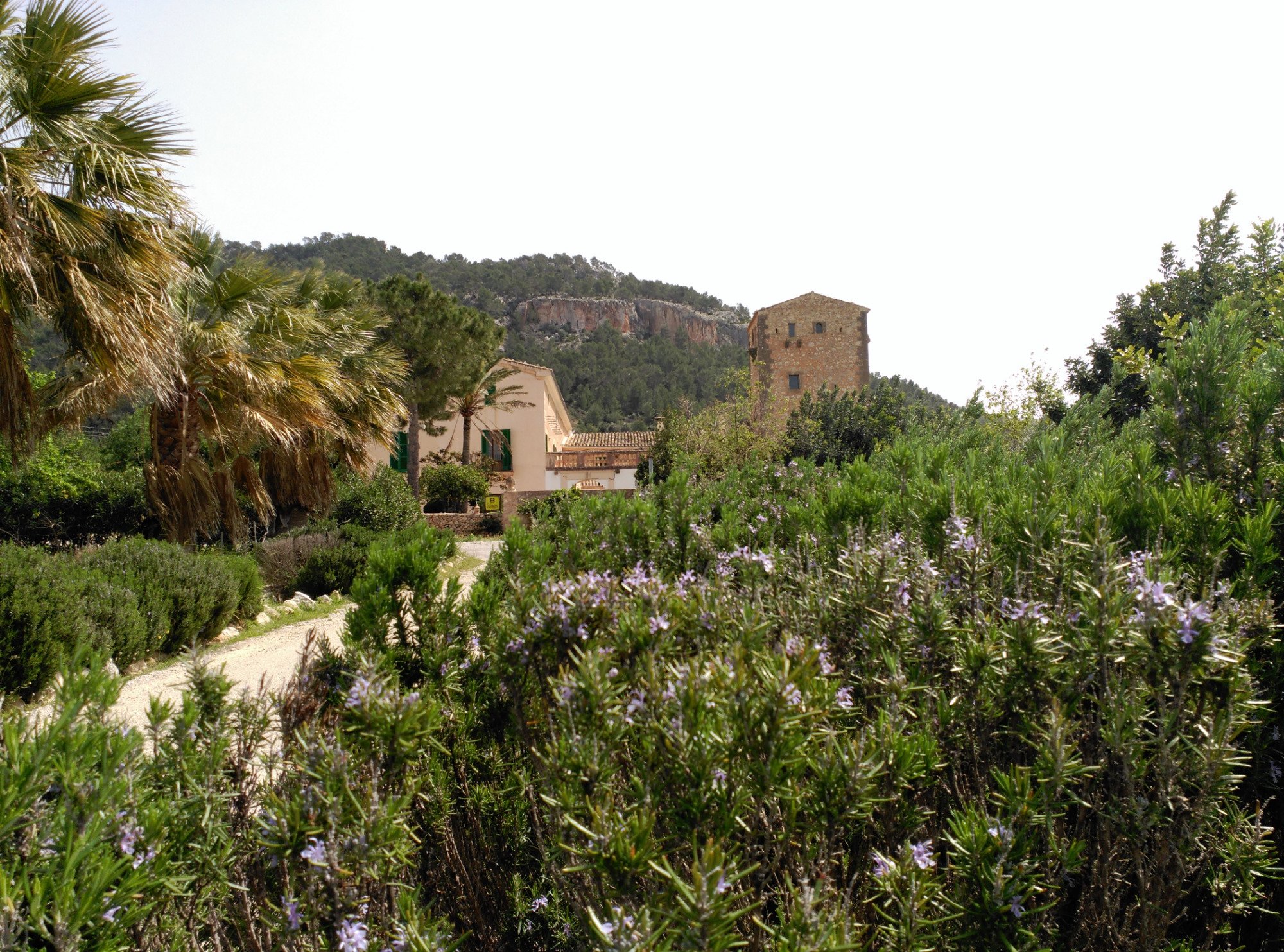 Finca Possessio Son Esteve-官方
