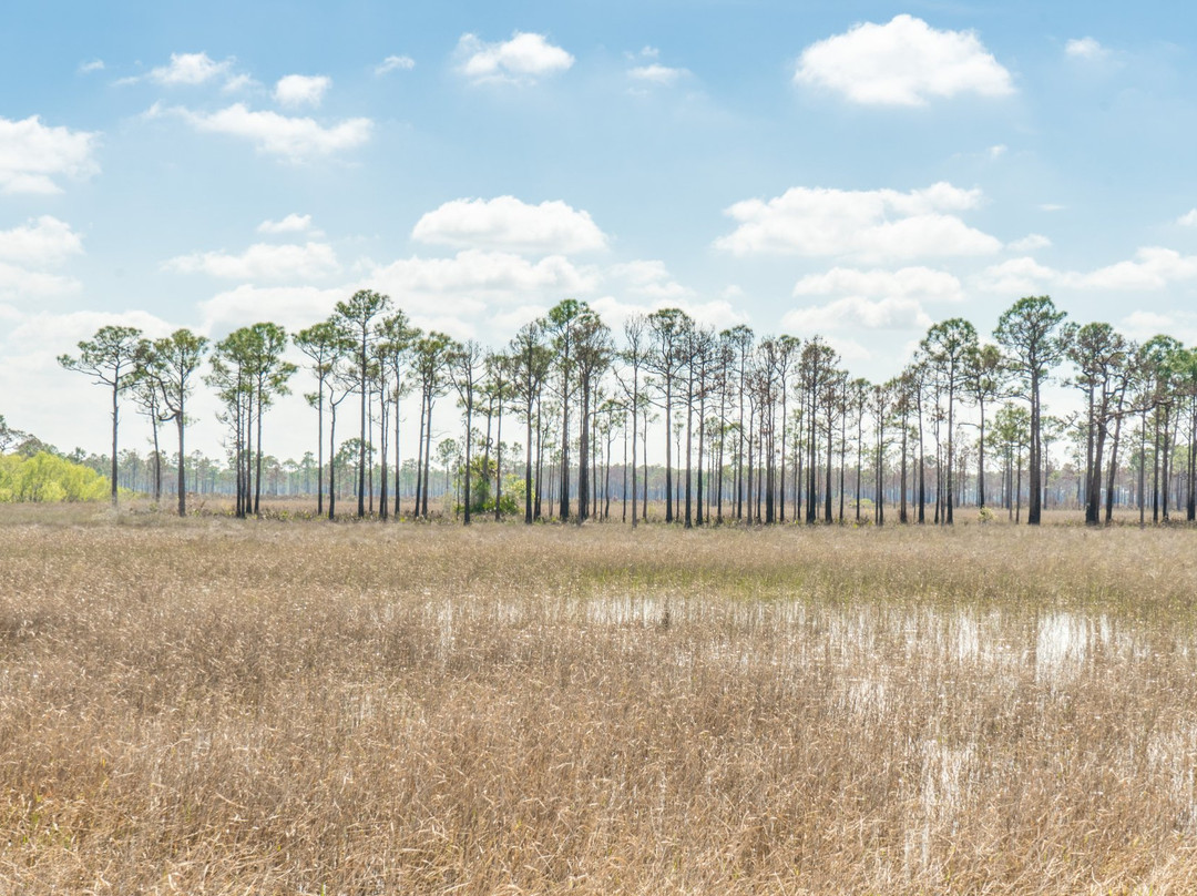 Fred C. Babcock-Cecil M. Webb Wildlife Management Area-蓬塔戈尔达必去景点