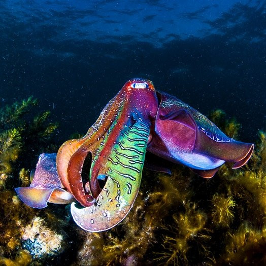 Foreshore Motor Inn主图