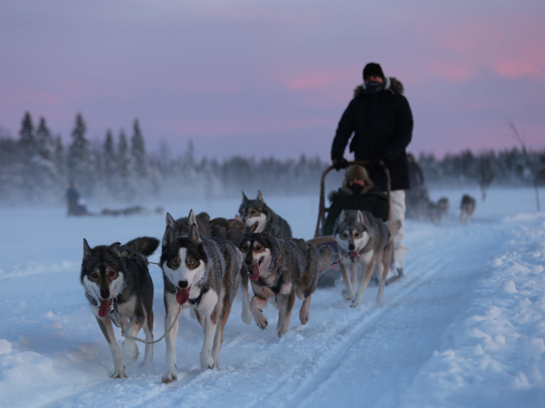 Tundra Huskies Huskyfarm-Levi必去景点