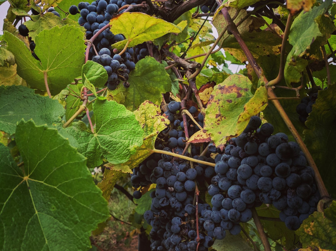 Twin Rivers Winery and Gourmet Shoppe-恩波里亚必去景点