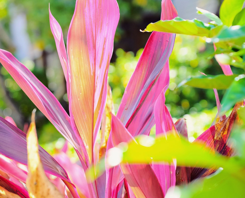Sanibel Moorings Botanical Garden Tours景点图片