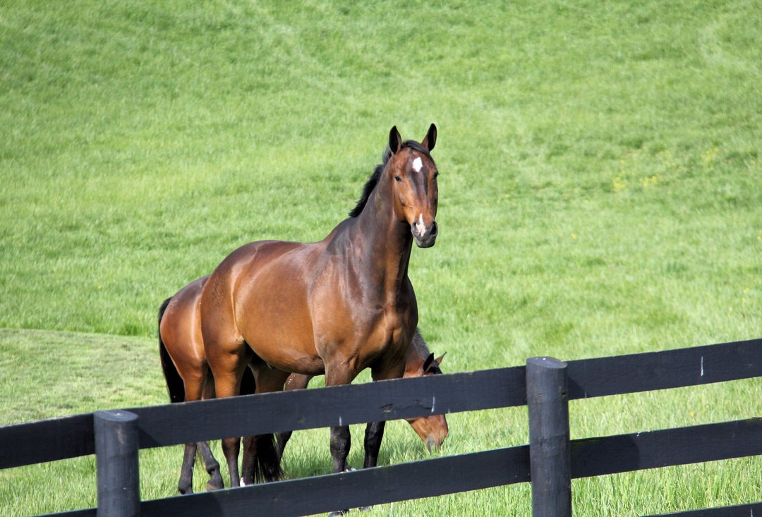 Hidden Hills Farm & Vineyard-弗雷德里克必去景点