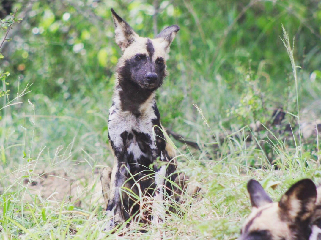 Siyafunda Wildlife & Conservation-霍德斯普鲁特必去景点