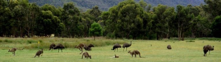 Bryan Swamp Wildlife Reserve-Dunkeld必去景点