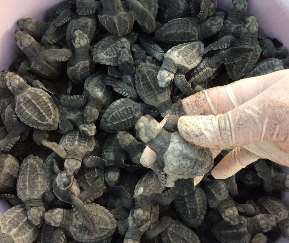 ECOT-Troncones必去景点