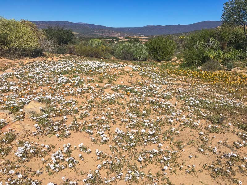 Ramskop Nature Reserve-克兰威廉必去景点
