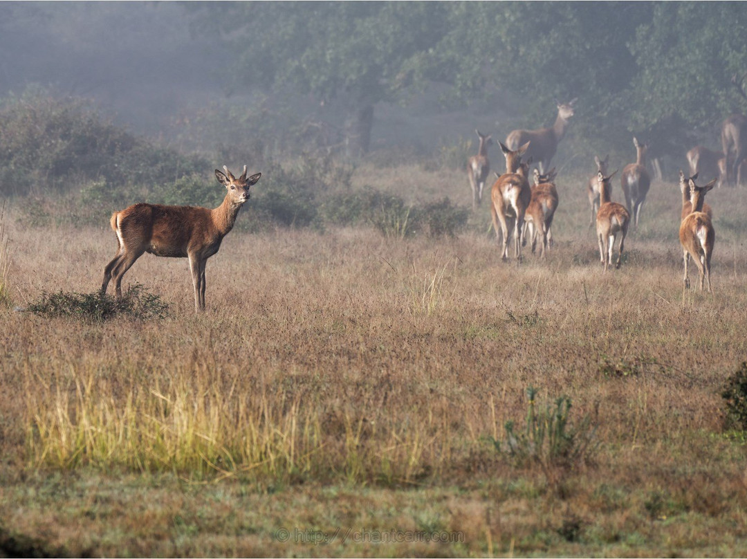 Safari Parc de Haute-Saintonge景点图片