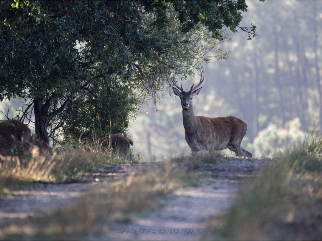 Safari Parc de Haute-Saintonge景点图片