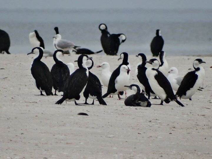 Edithburgh旅游景点-Troubridge Island Conservation Park