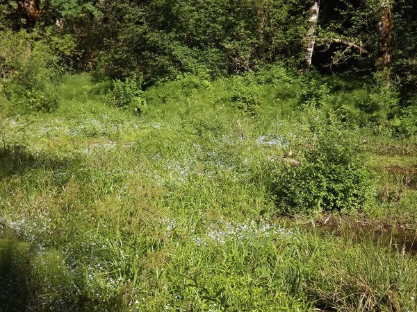 Wildwood Recreation Site-Welches必去景点