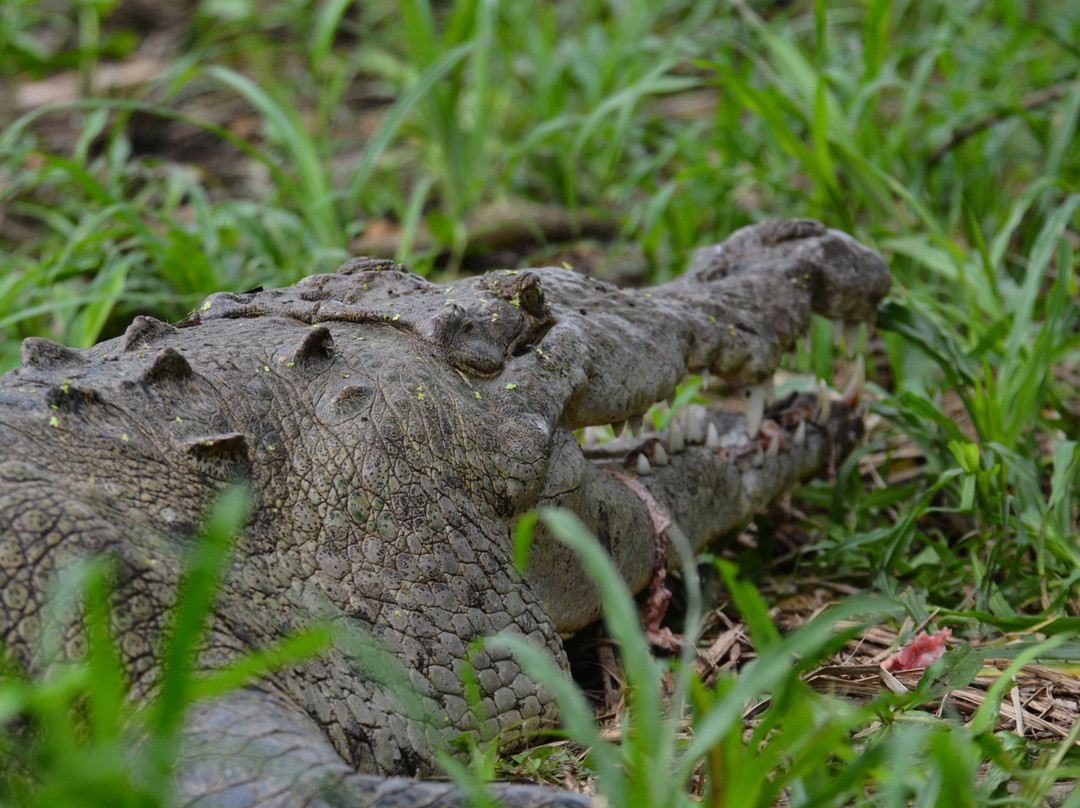 Croclandia & The American Crocodile Sanctuary景点图片