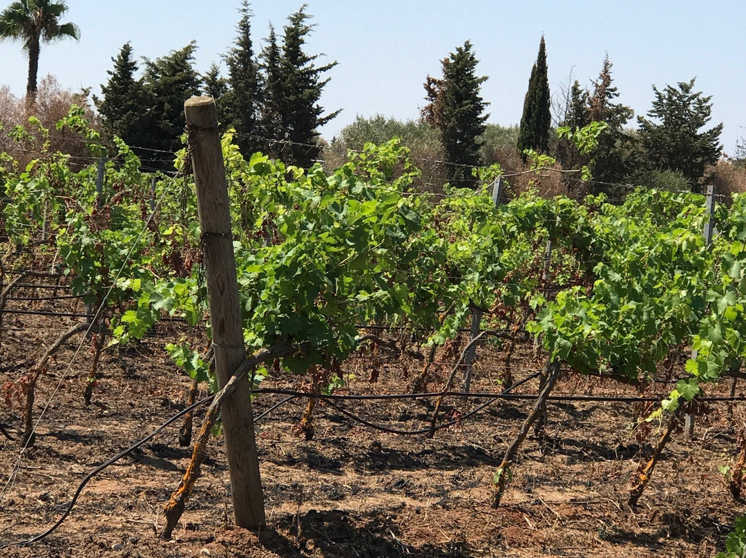 Santi Dimitri Azienda Agricola-加拉蒂纳必去景点